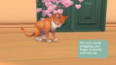 猫咪救援故事截图